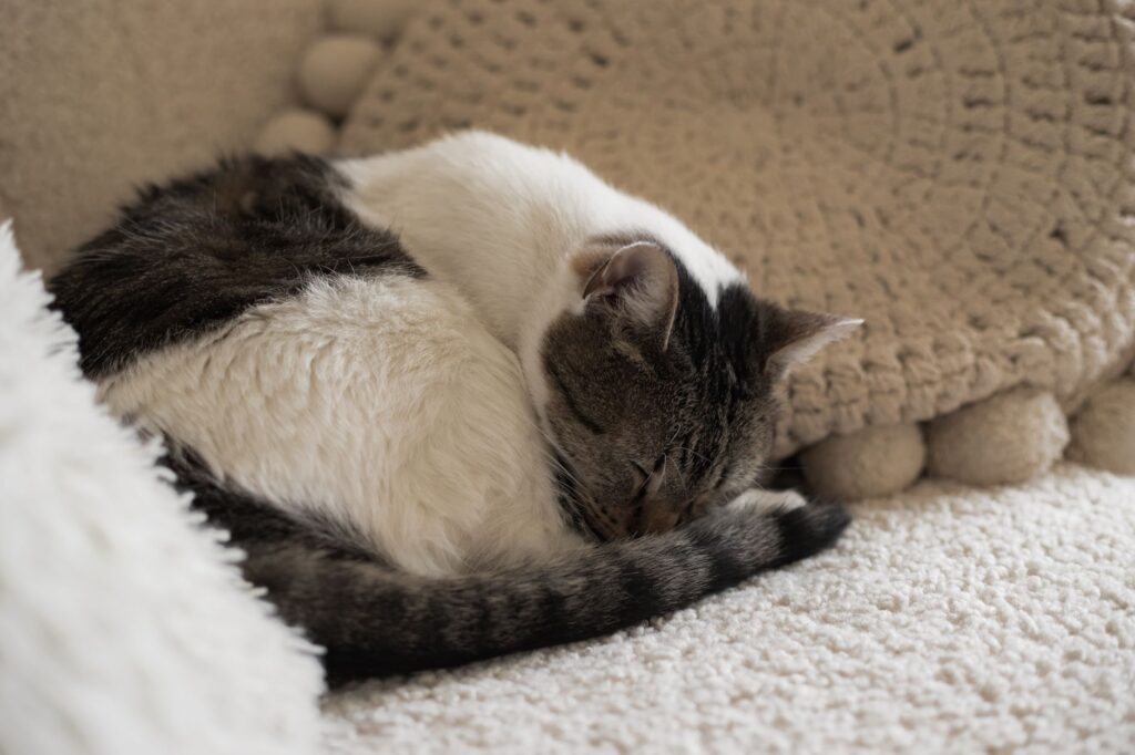 cat purring 20414285