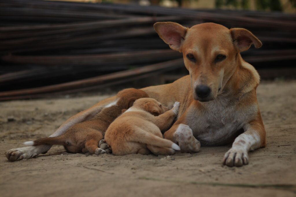 dog rabies 14930773