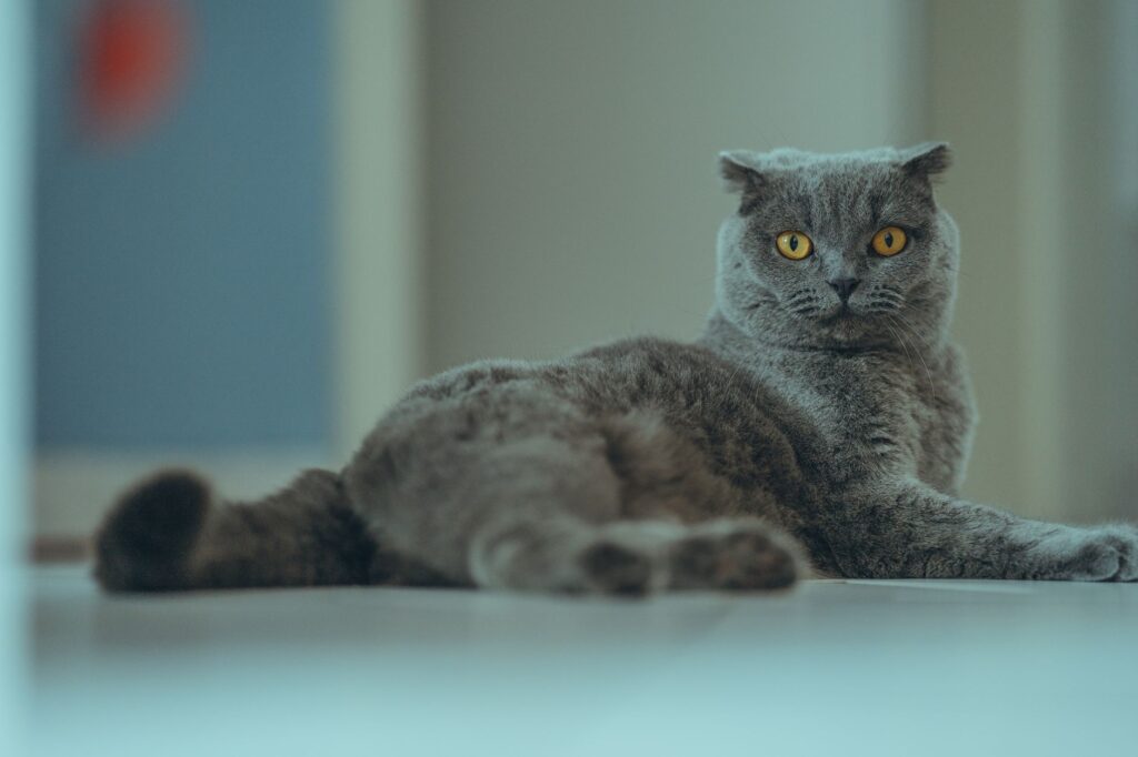 pet diabetes 17878505