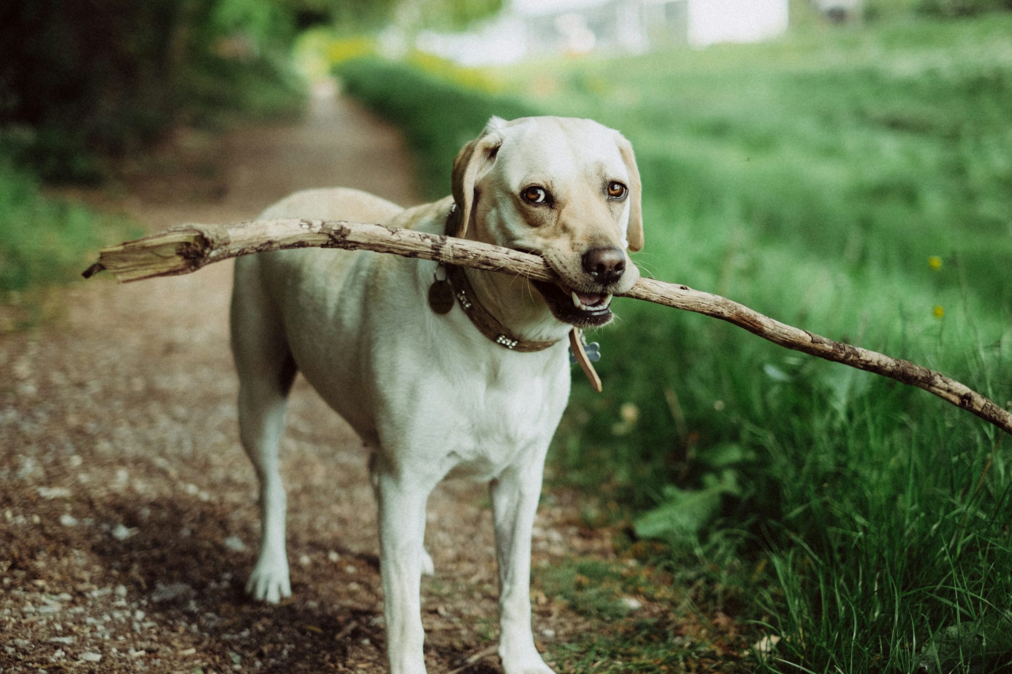 Veteriner Köpeklerde İshal Tedavisi ve Evde Yap...
