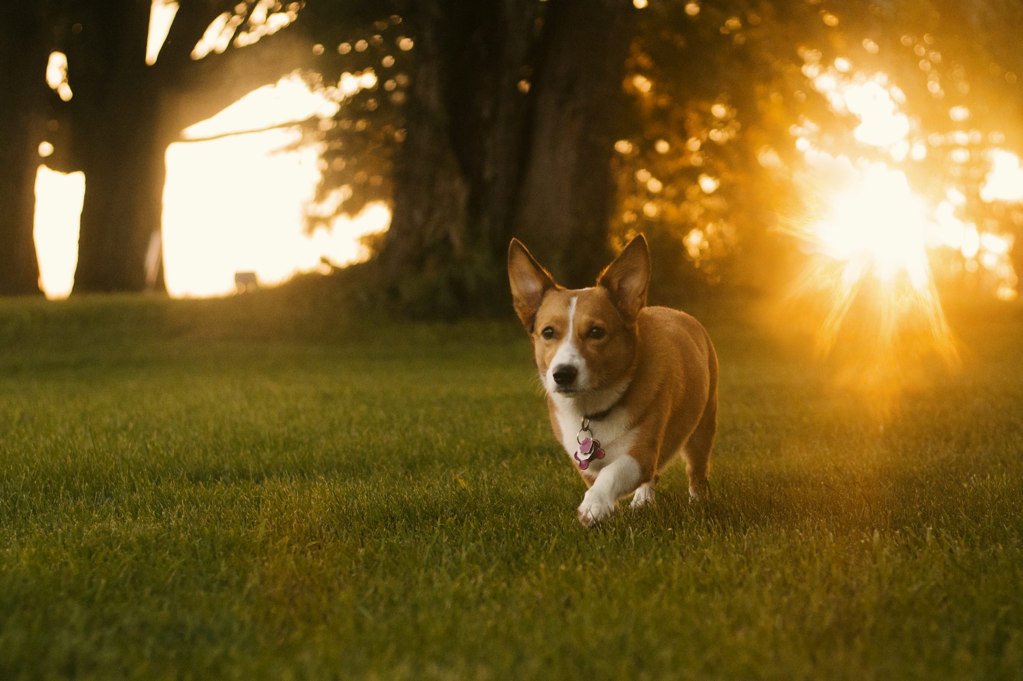 Veteriner Köpeklerde Diş Taşı Temizliği Nasıl Y...