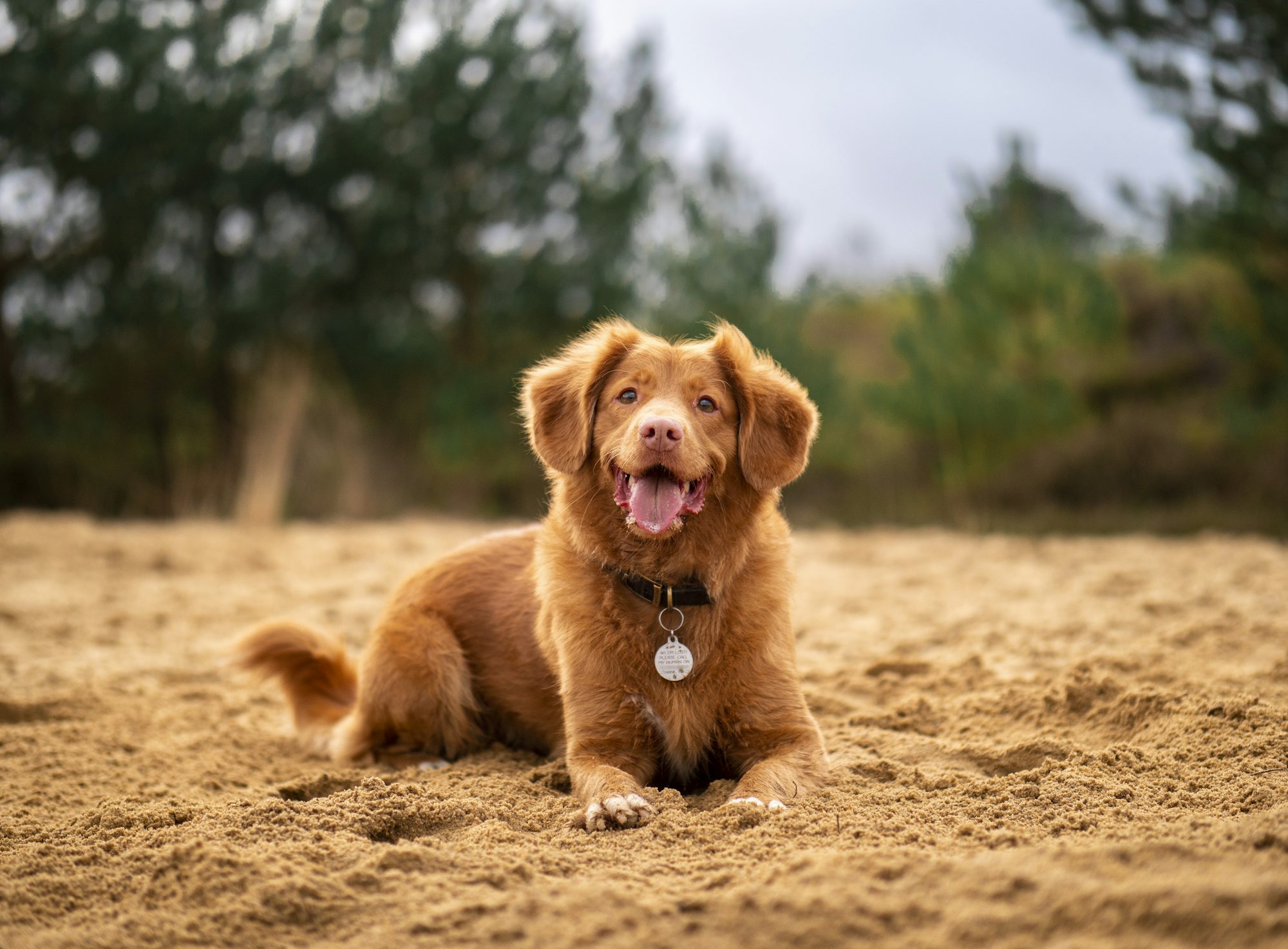 Veteriner Köpeklerde Diş Taşı Temizliği Nasıl Y...