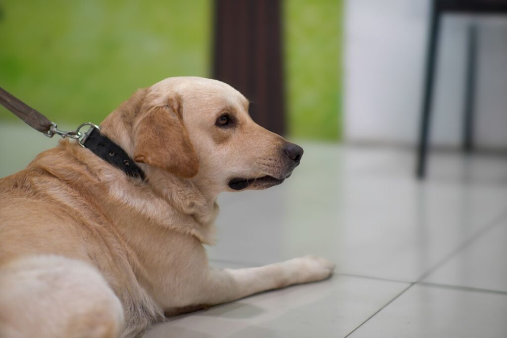 veterinarian consultation 36679054