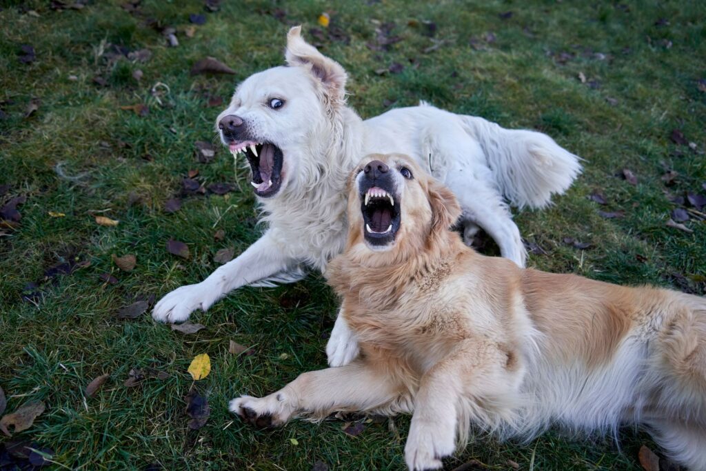 behavior changes dog 34000727