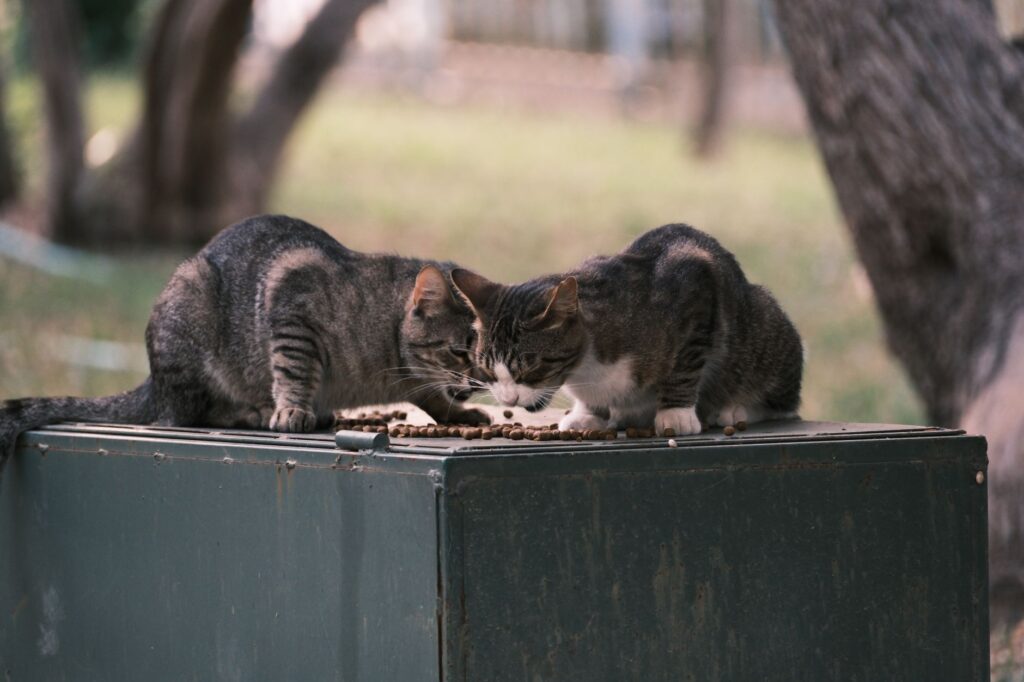cat appetite 26236633