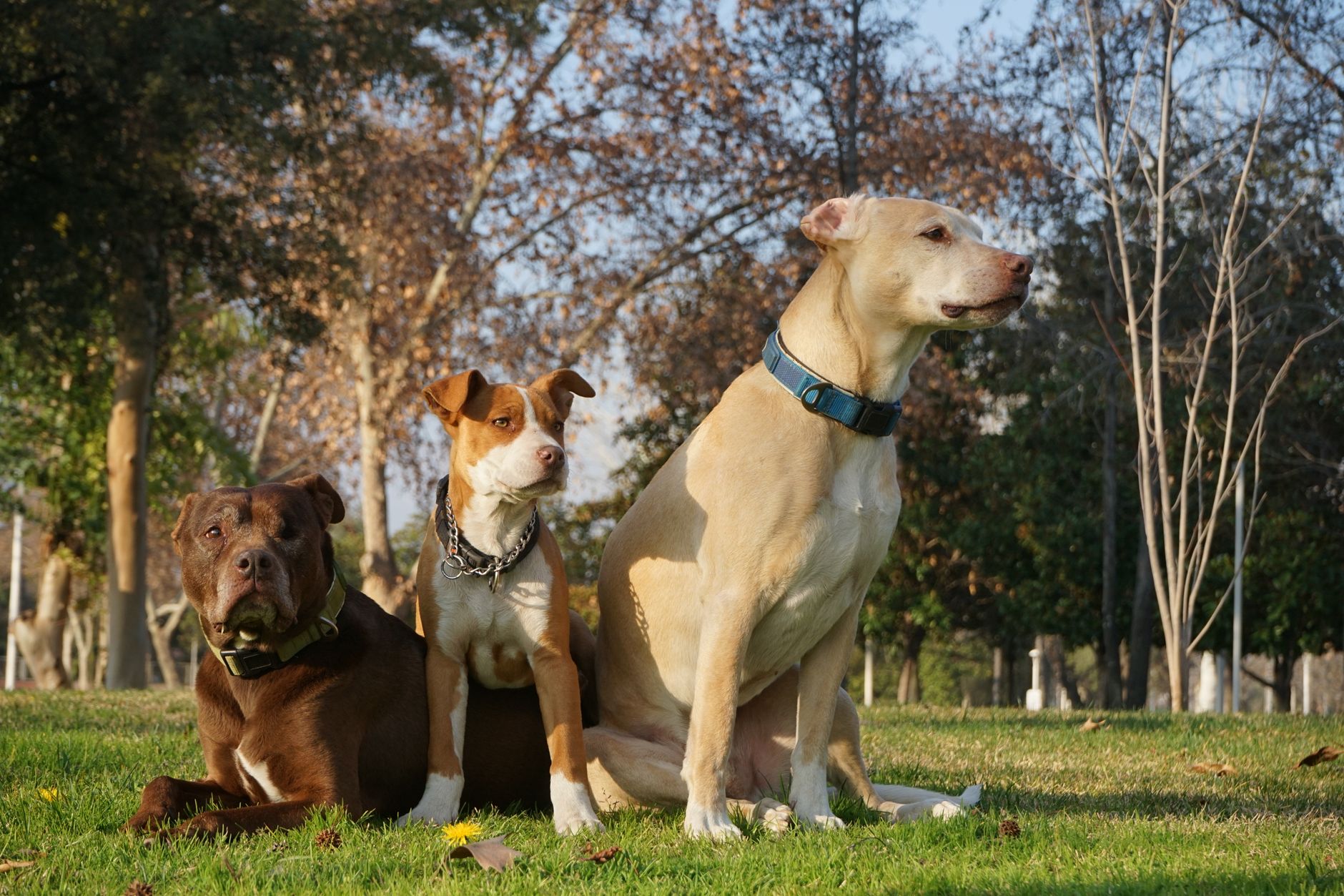 Köpeklerde Saldırganlık: Nedenleri ve Yönetimi
