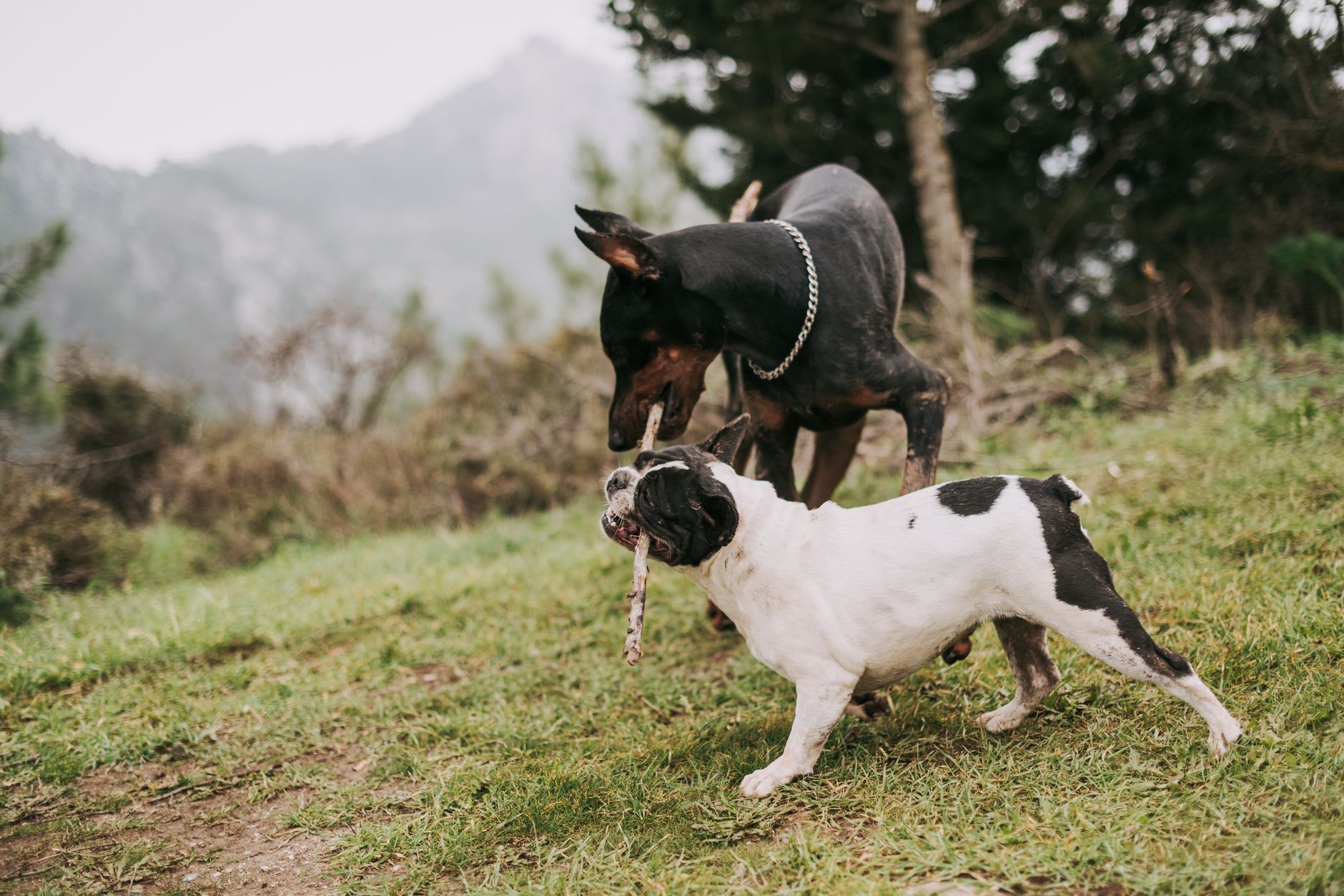Köpeklerde Saldırganlık: Nedenleri ve Yönetimi