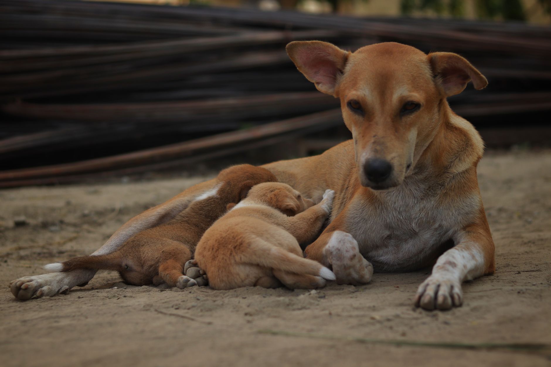 Köpeklerde Gebelik Süreci ve Belirtileri