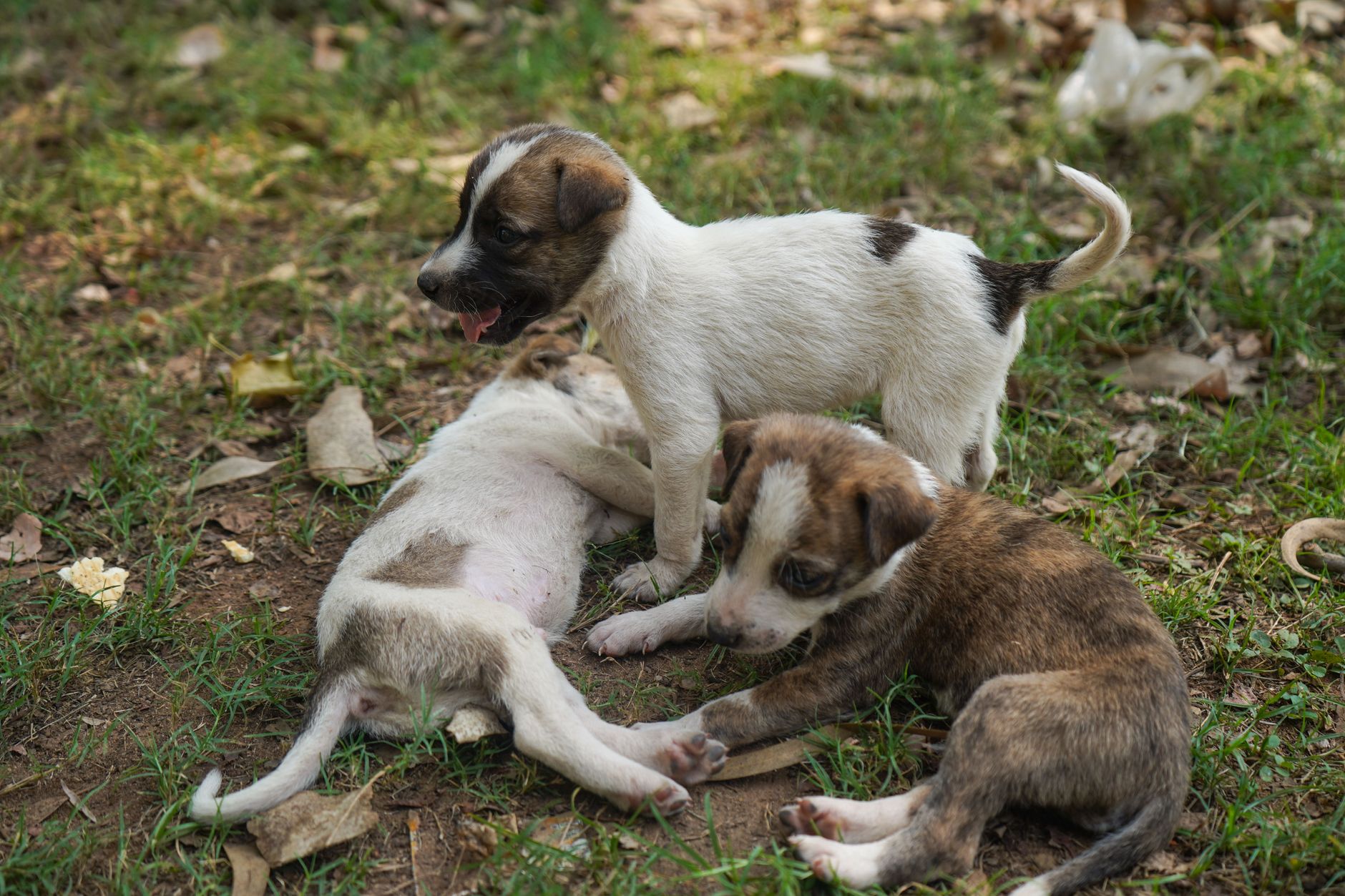 Köpeklerde Gebelik Süreci ve Belirtileri