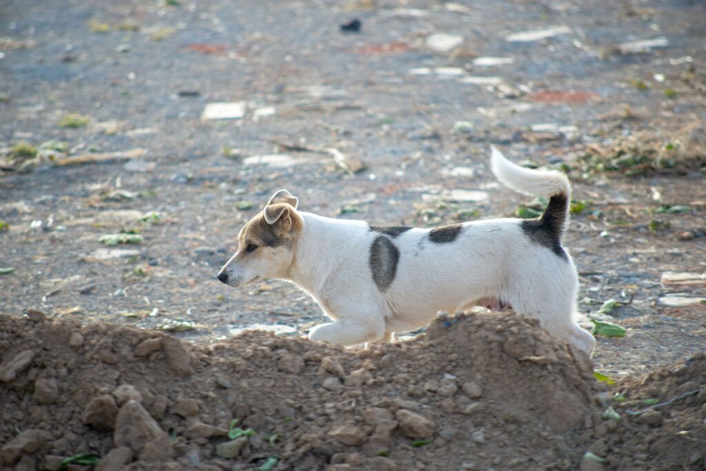 dog vomiting 34946099