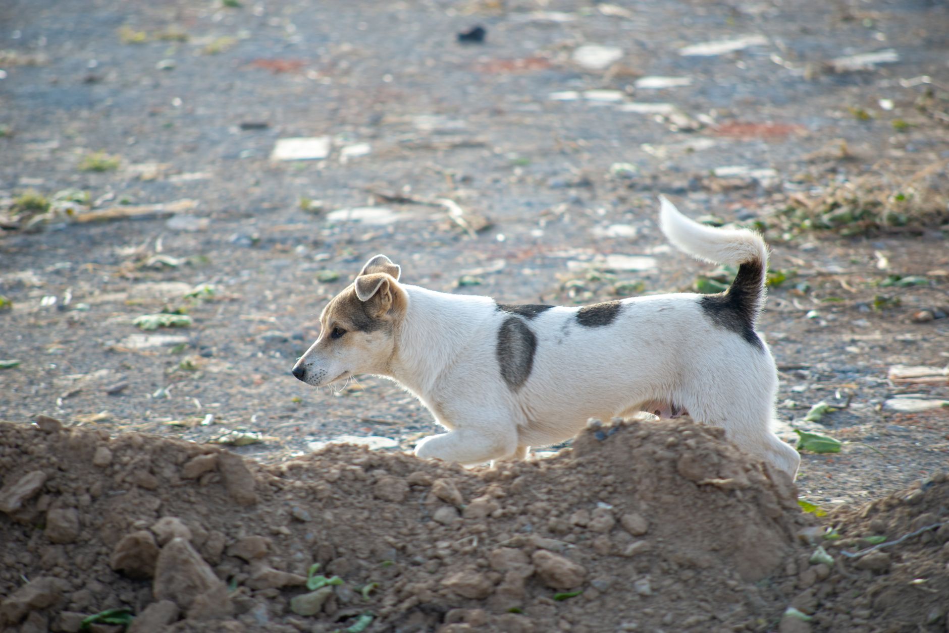 Köpeklerde Kusma Neden Olur ve Ne Zaman Veterin...
