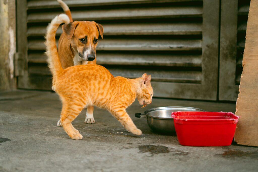 pet poisoning 20849770