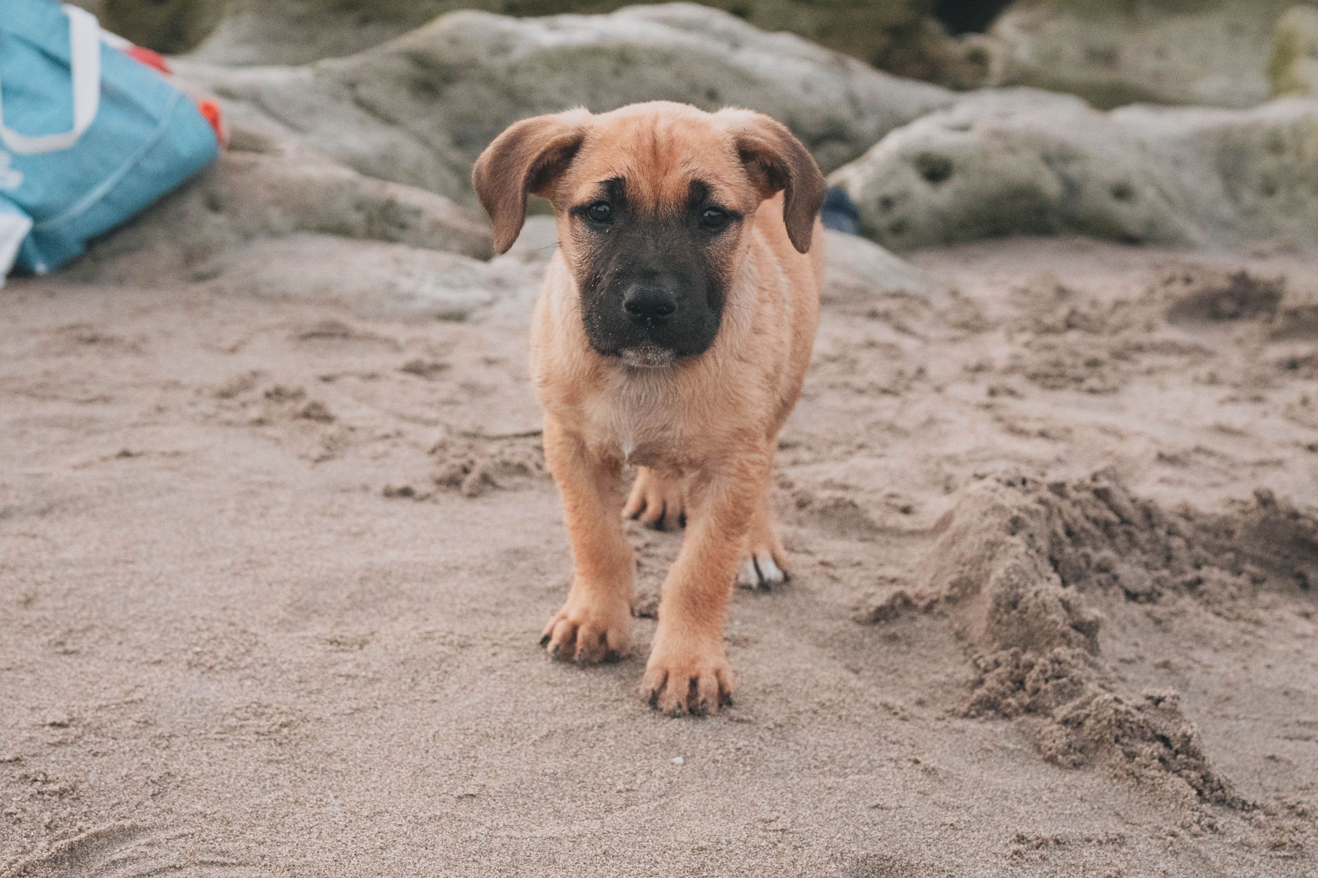 Yavru Köpek Bakımı: İlk Aydan İtibaren Bilmeniz...