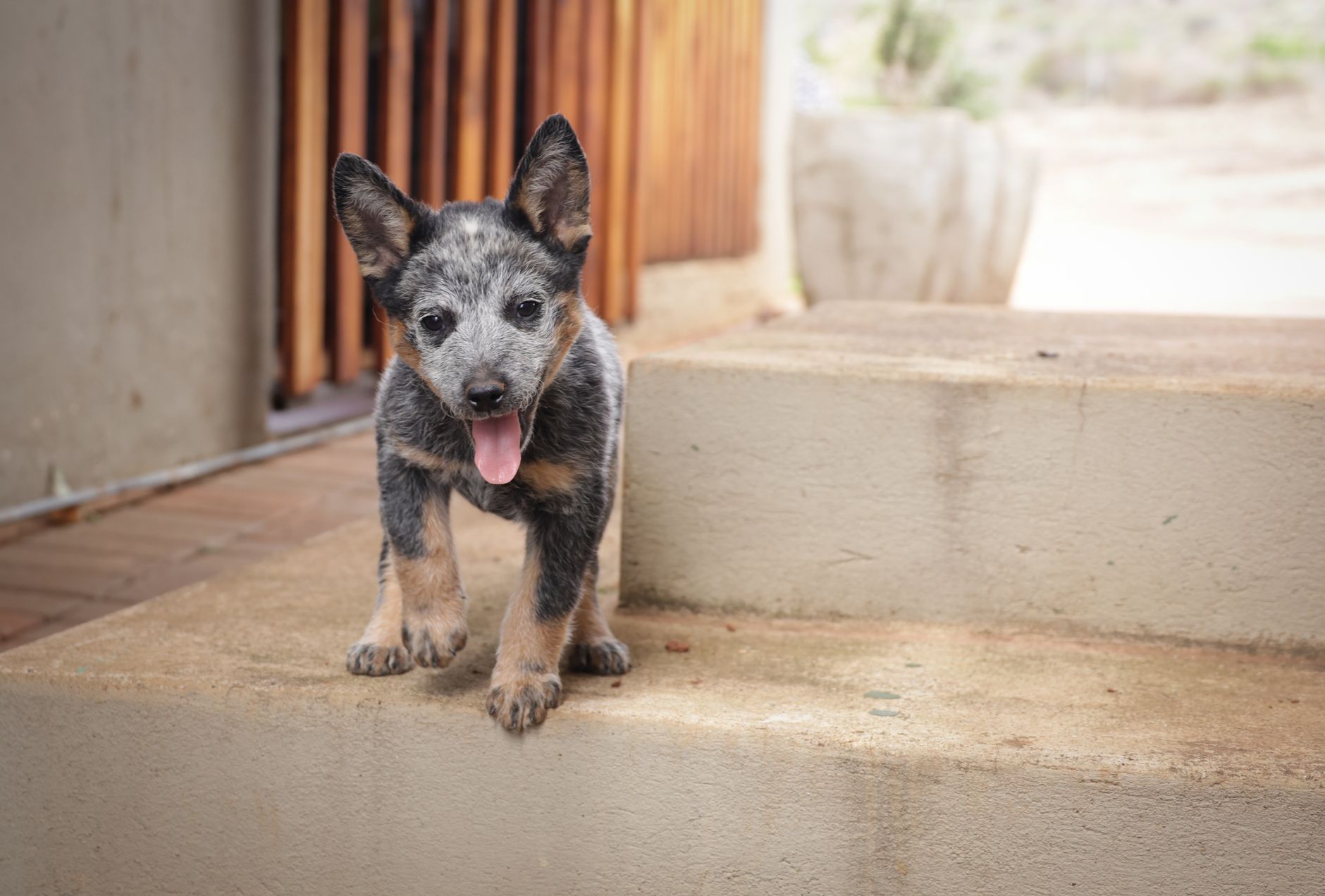 Yavru Köpek Bakımı: İlk Aydan İtibaren Bilmeniz...