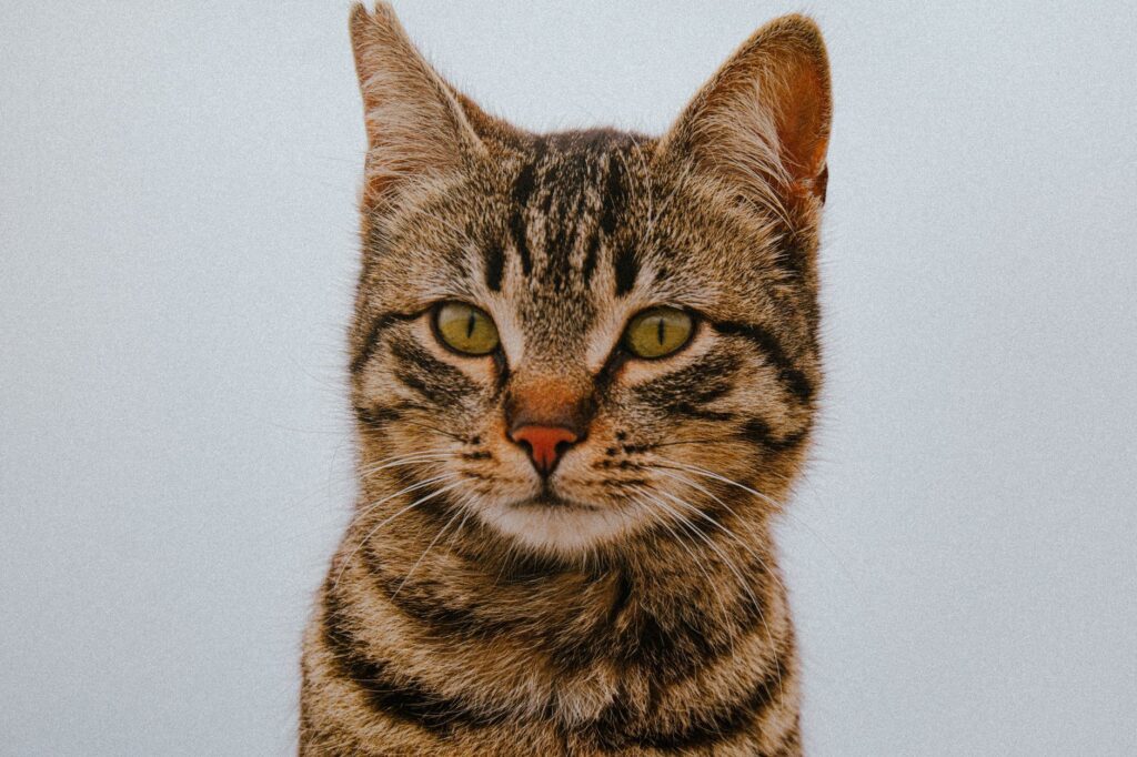 cat disease 31831086