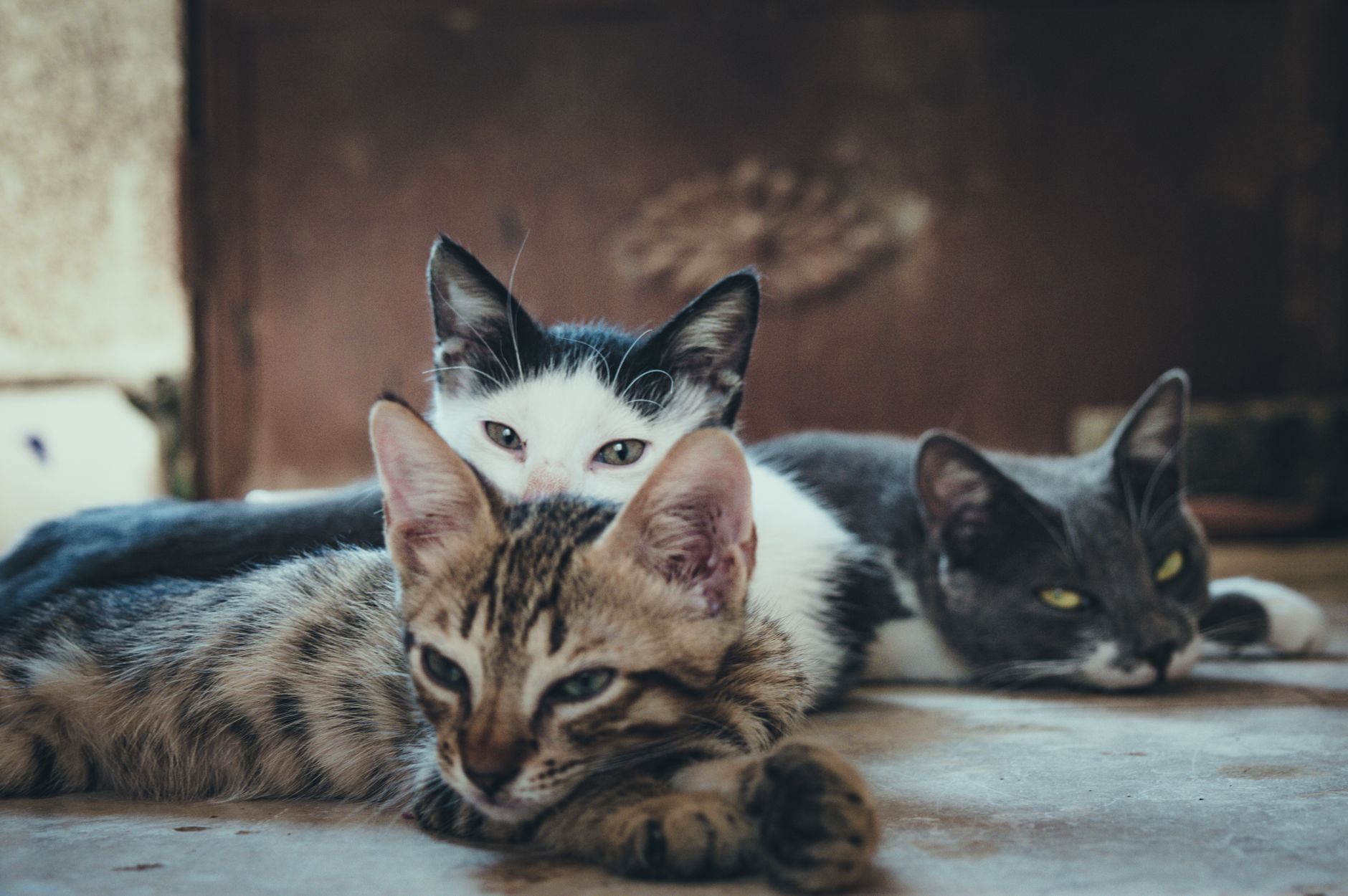 Kedilerde FIV ve FeLV Hakkında Bilmeniz Gerekenler