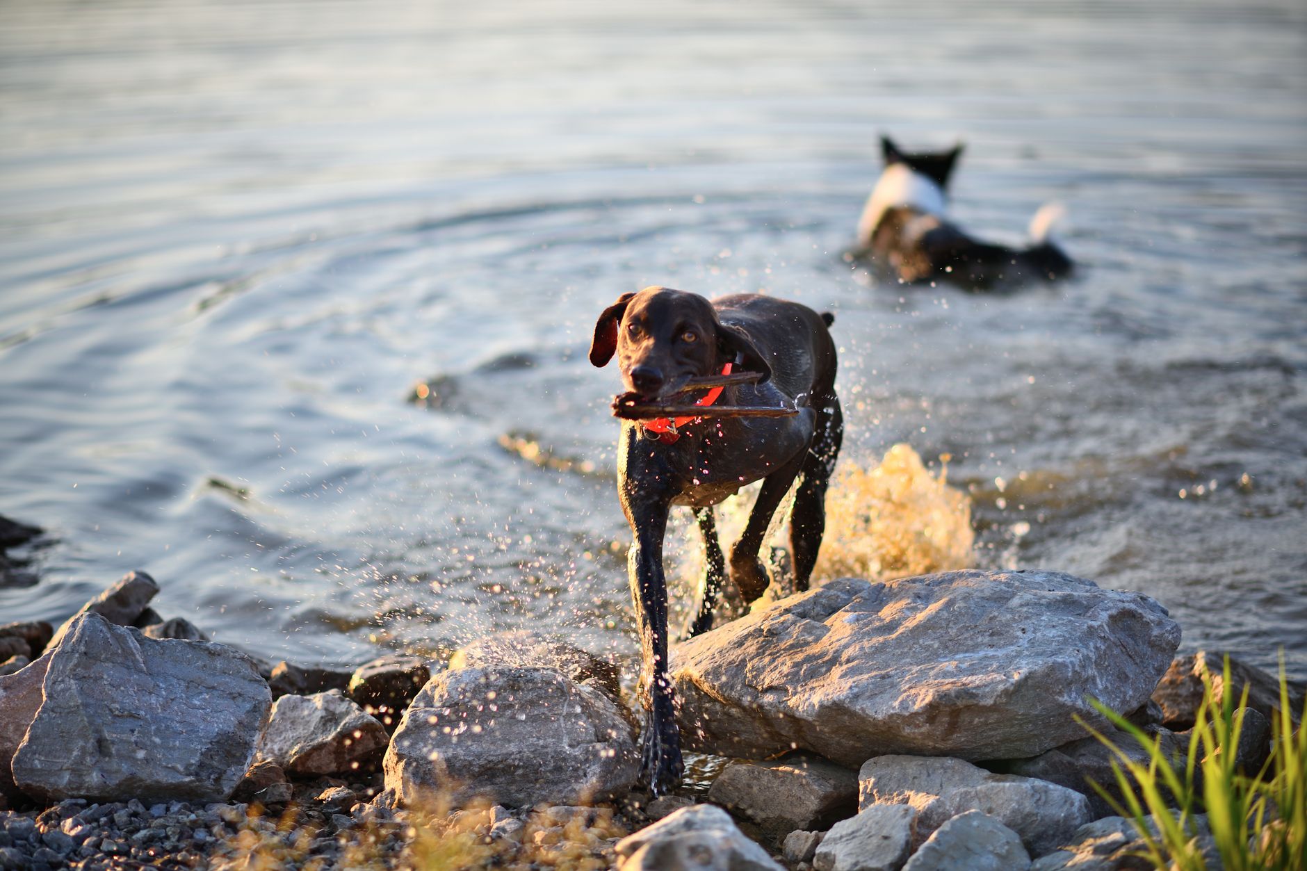 Köpeğim Neden Çok Su İçiyor? Olası Nedenler