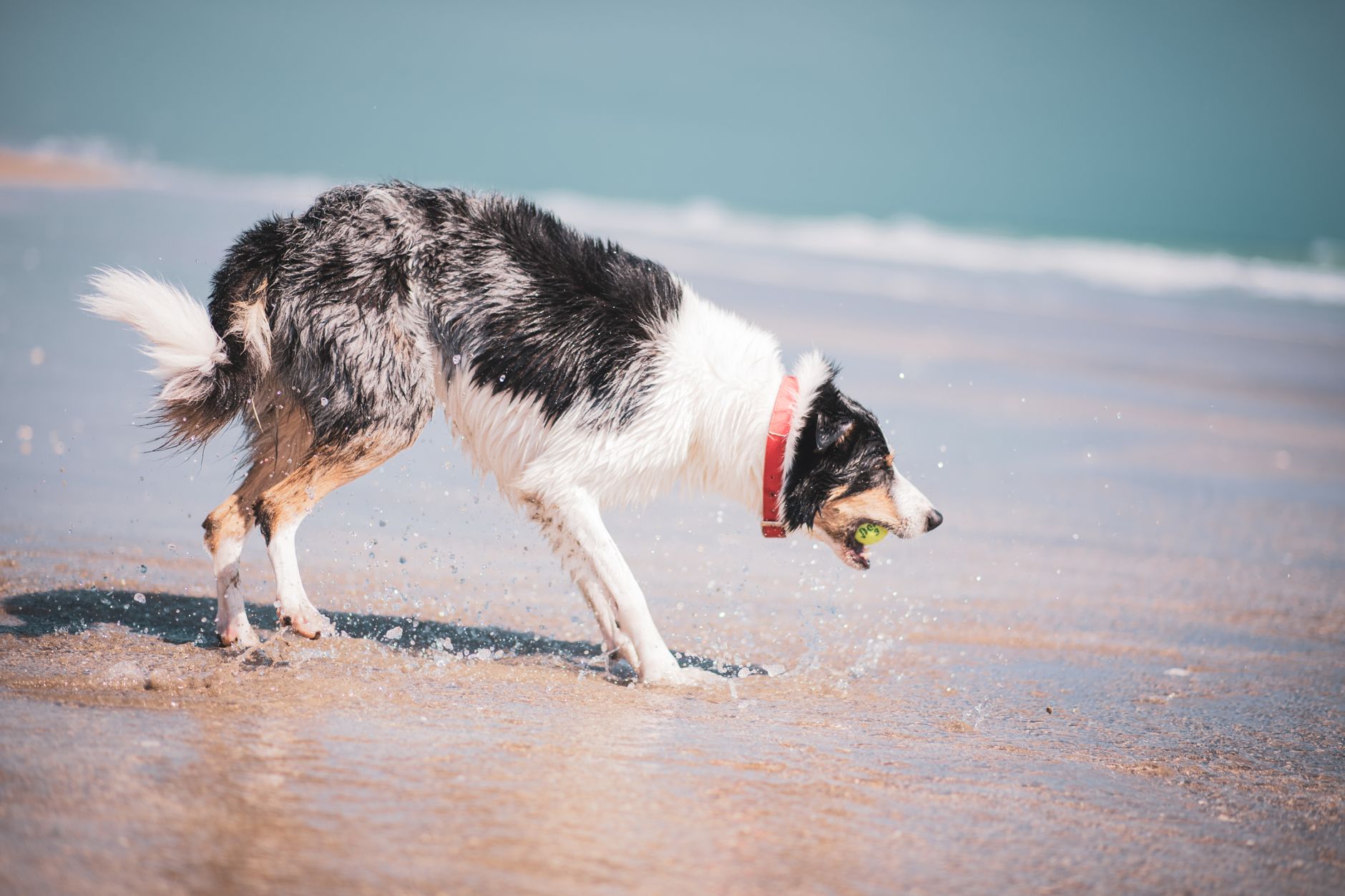 Köpeğim Neden Çok Su İçiyor? Olası Nedenler