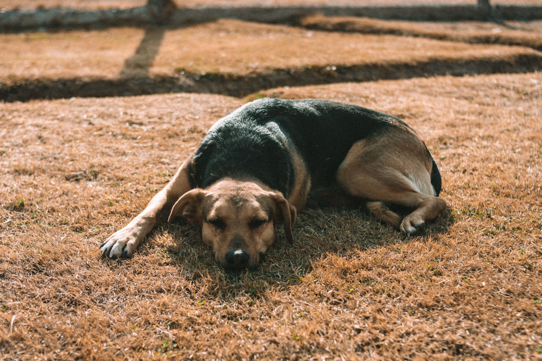 Köpeğiniz Halsizse: Basit mi, Yoksa Tehlikeli mi?