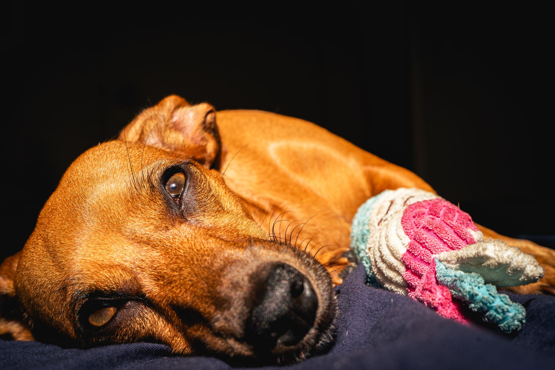 Köpeğiniz Halsizse: Basit mi, Yoksa Tehlikeli mi?