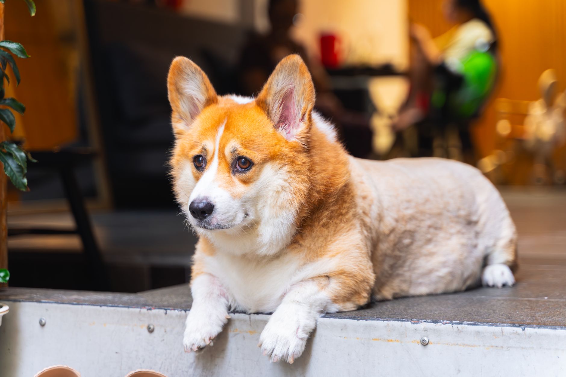 Köpek Tüy Dökmesi Normal mi? Nedenleri ve Çözüm...