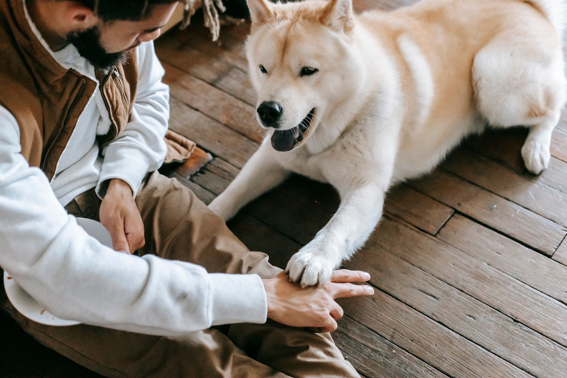 Köpek Tüy Dökmesi Normal mi? Nedenleri ve Çözüm...