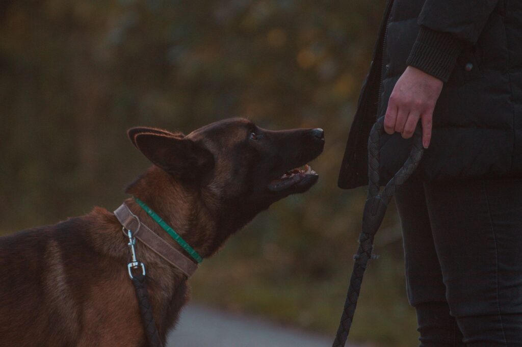 dog training 9956390
