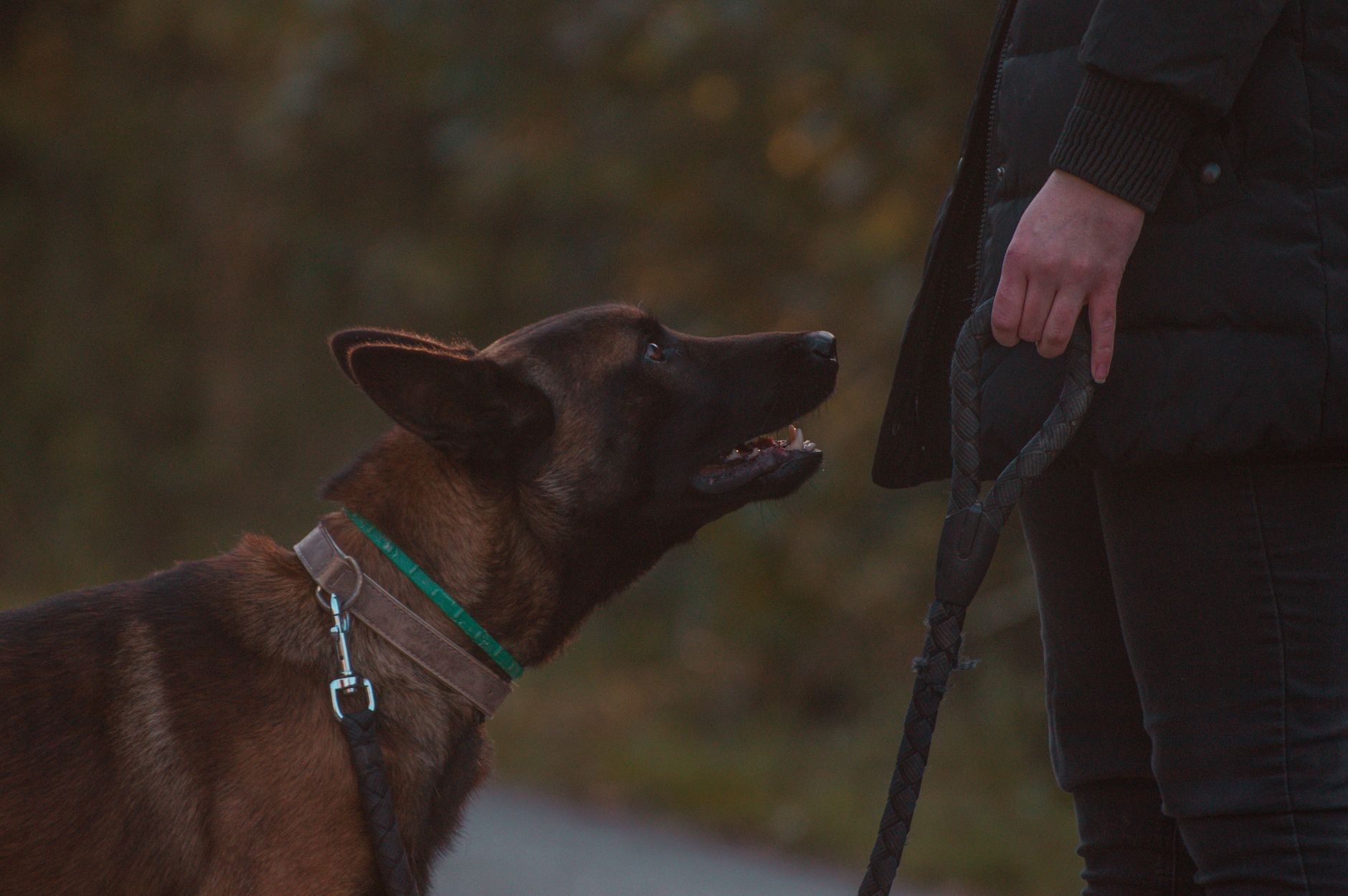 Köpek Eğitimi: Temel Komutlar Nasıl Öğretilir?