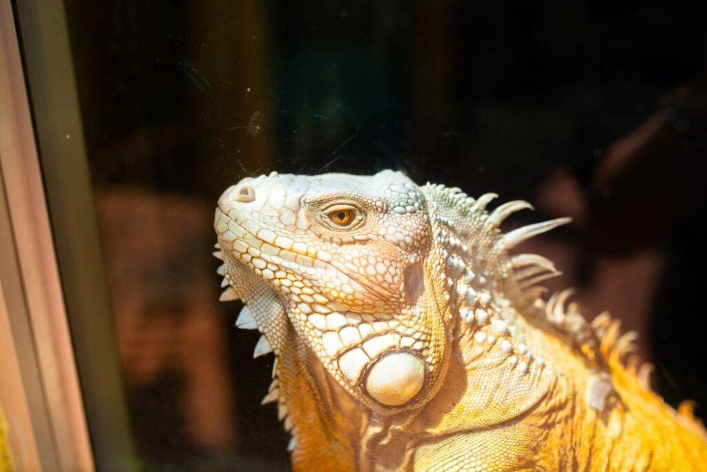 exotic pets 34378679
