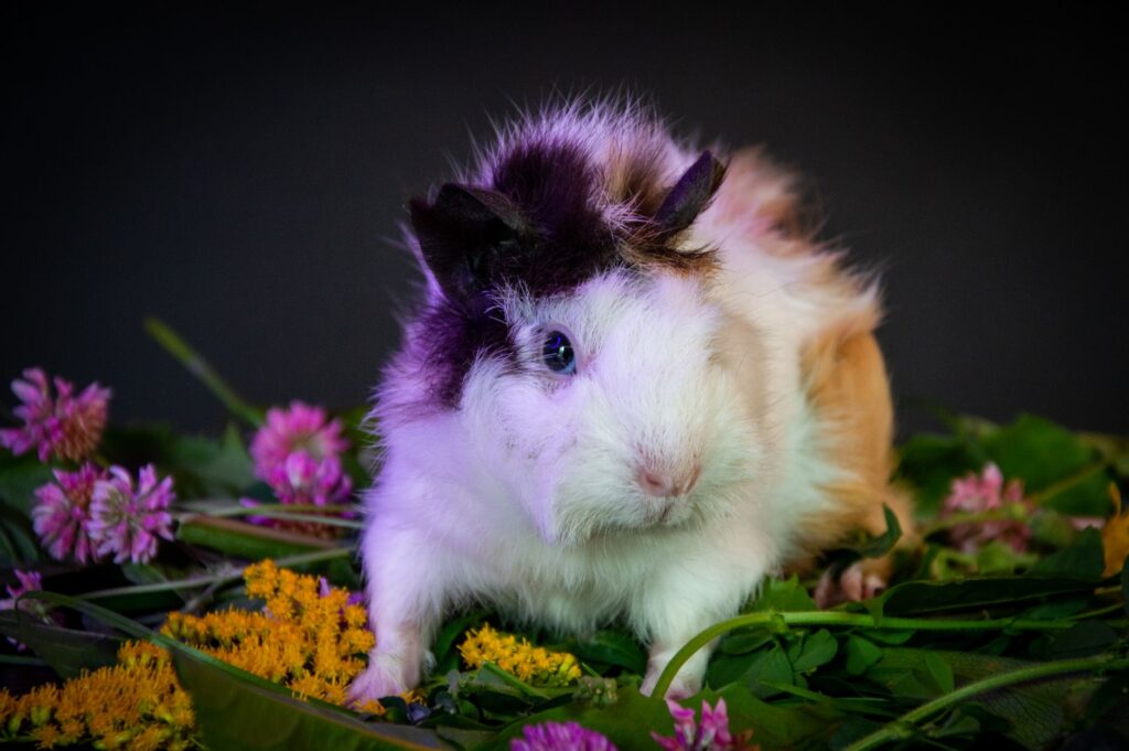 hamster care 28663153