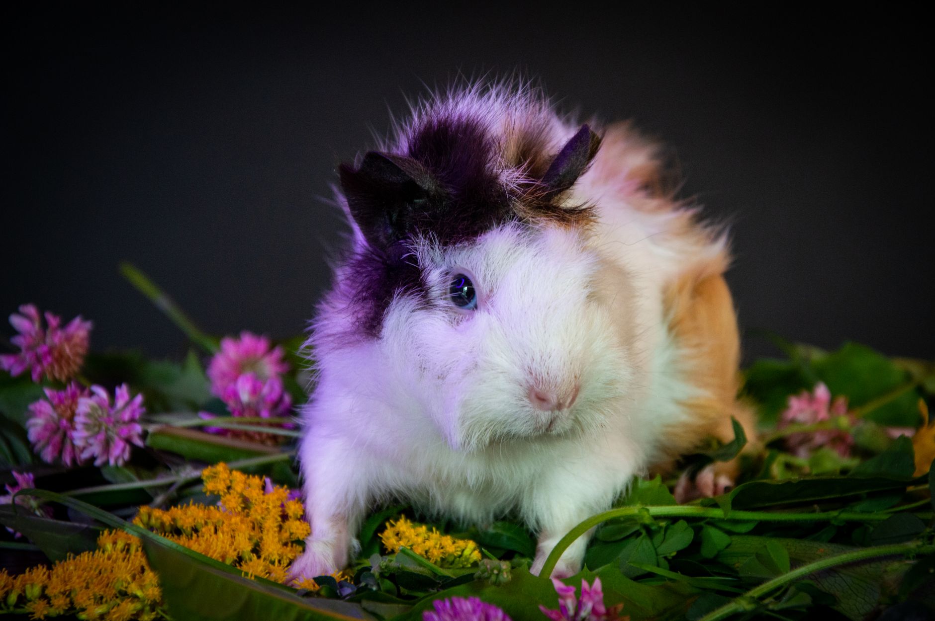 Hamster Bakımı İçin Temel Bilgiler