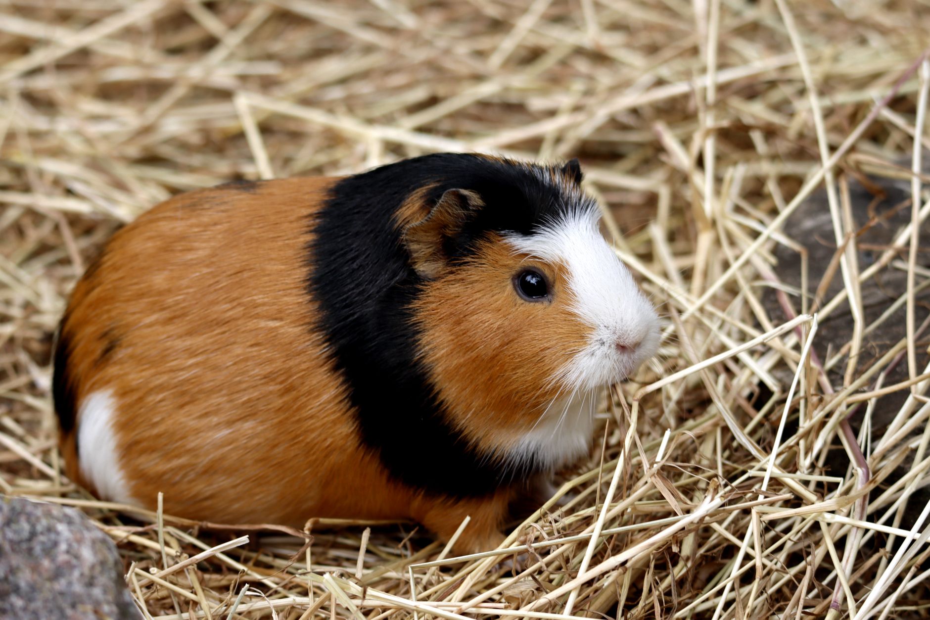 Hamster Bakımı İçin Temel Bilgiler