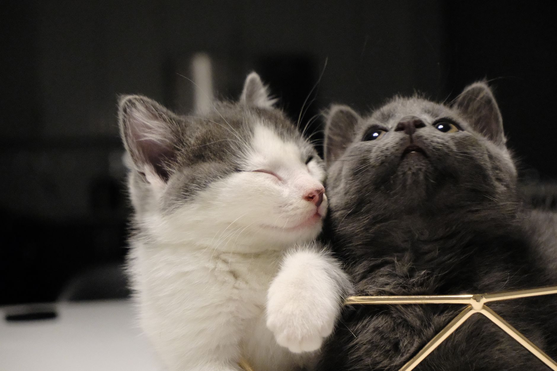 Yavru Kedi Bakımı: Anne Sütünden Mama Geçişi
