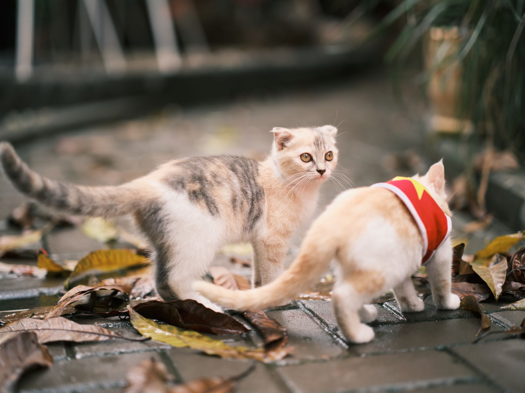 Yavru Kedi Bakımı: Anne Sütünden Mama Geçişi
