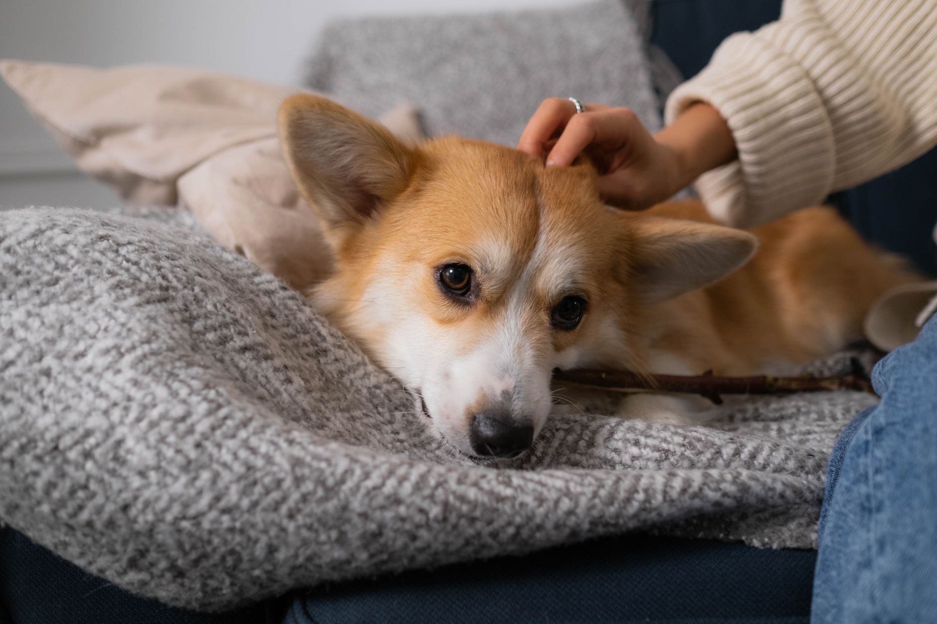 Evcil Hayvanlarda Kanama Durumunda İlk Müdahale