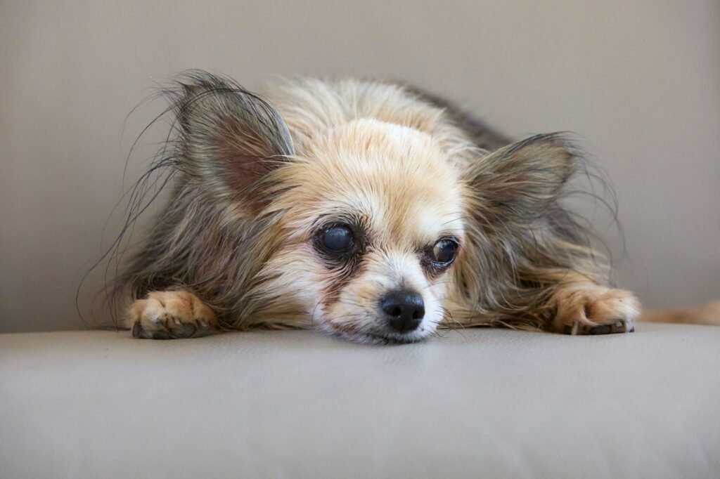 senior pet checkup 38783979