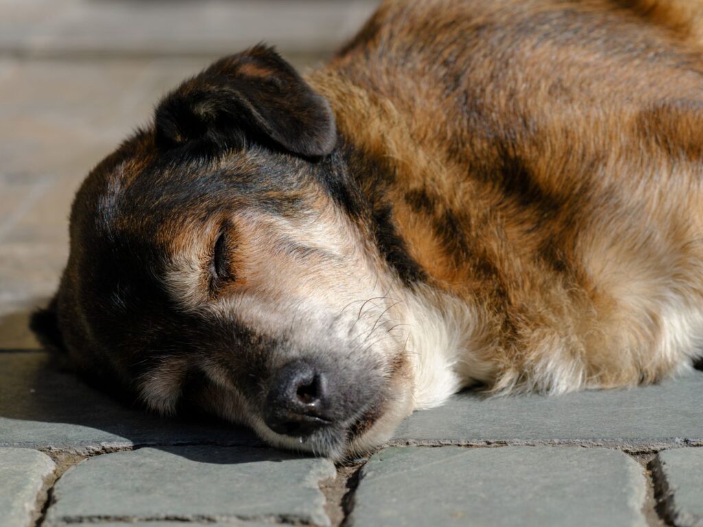 senior pet health 14920515