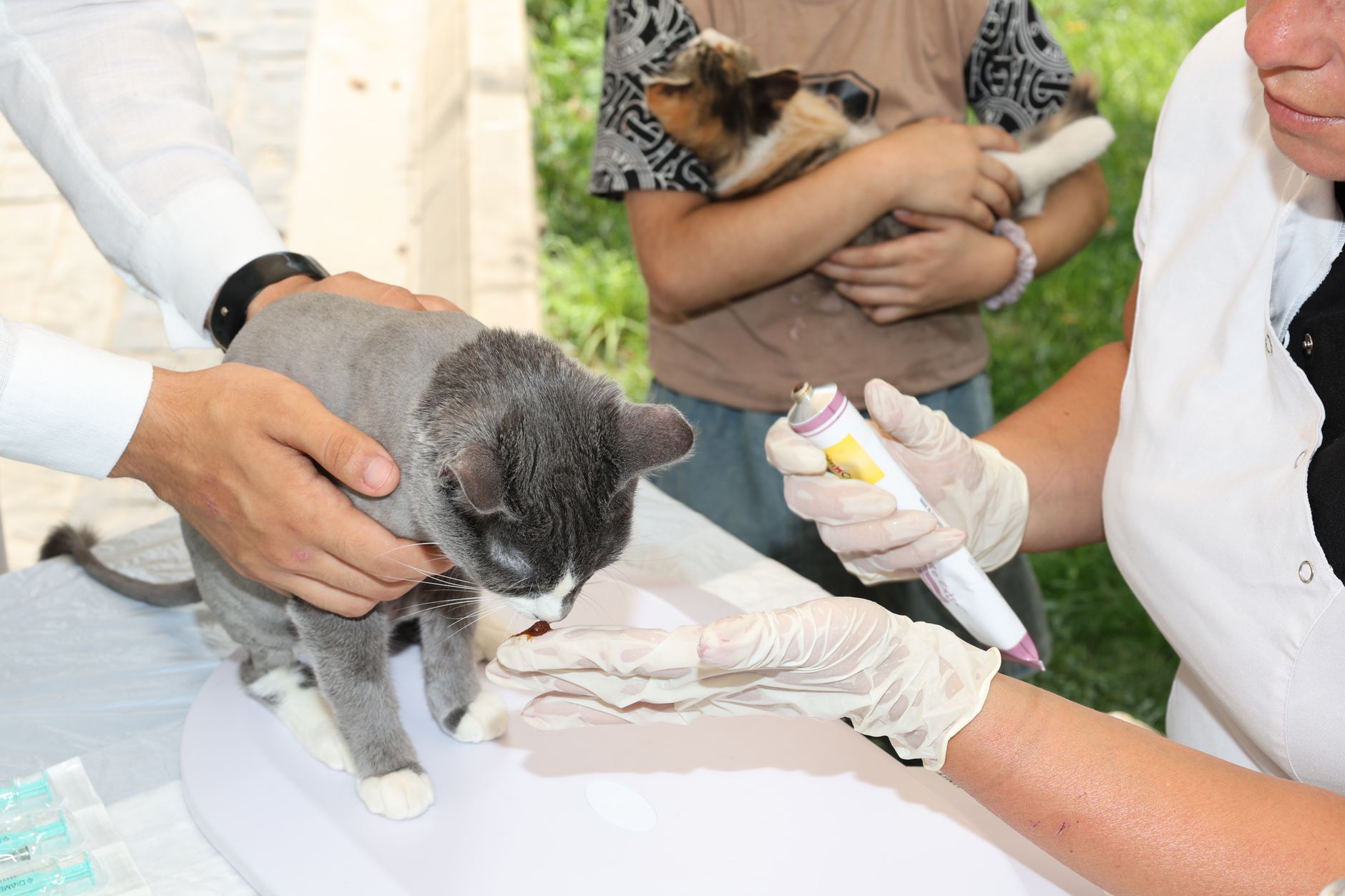 Veterinere Gitmek İçin Hasta Olmayı Beklemeyin