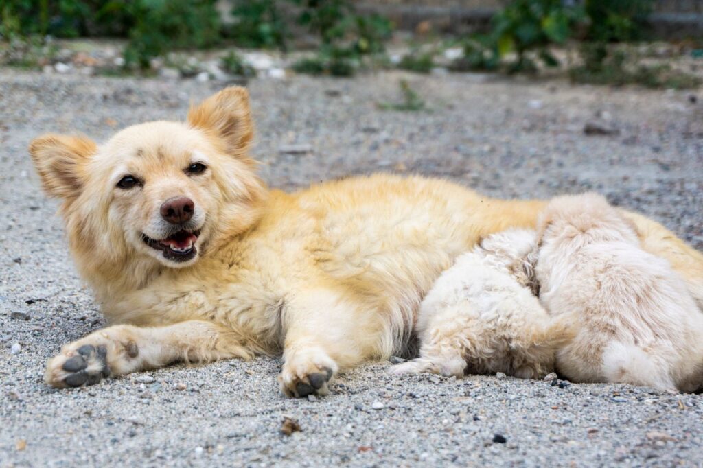 weaning puppy 17249151