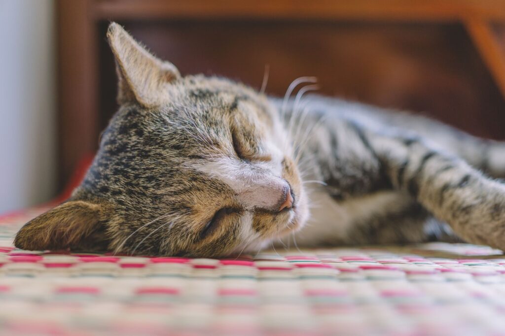 cat kidney 579204