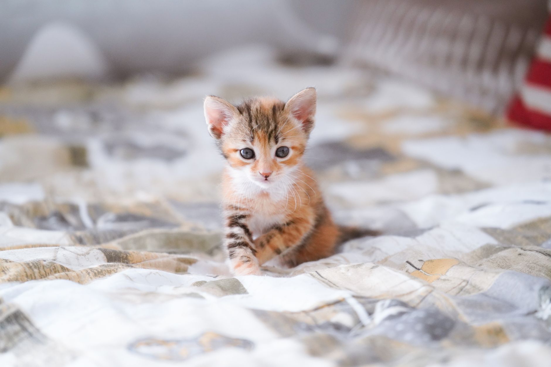 Kedi Kumu Seçimi ve Tuvalet Eğitimi Rehberi