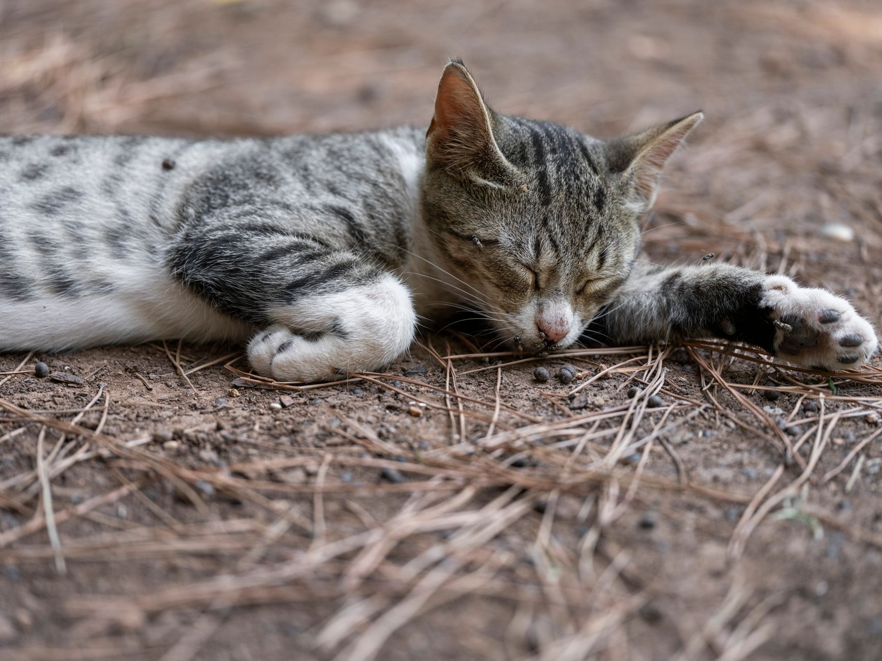 Kedi Kumu Seçimi ve Tuvalet Eğitimi Rehberi