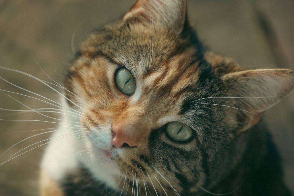 cat neutering 32762928