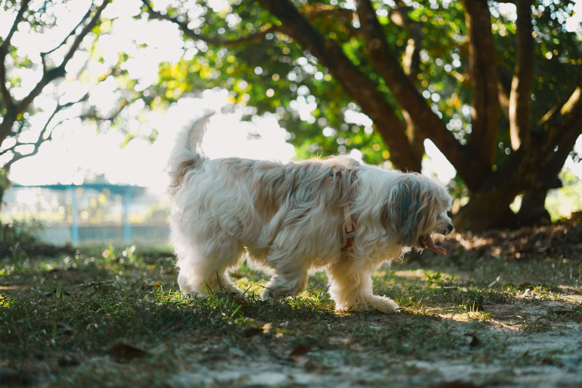 Köpeklerde İshal Tedavisi ve Evde Yapılabilecekler