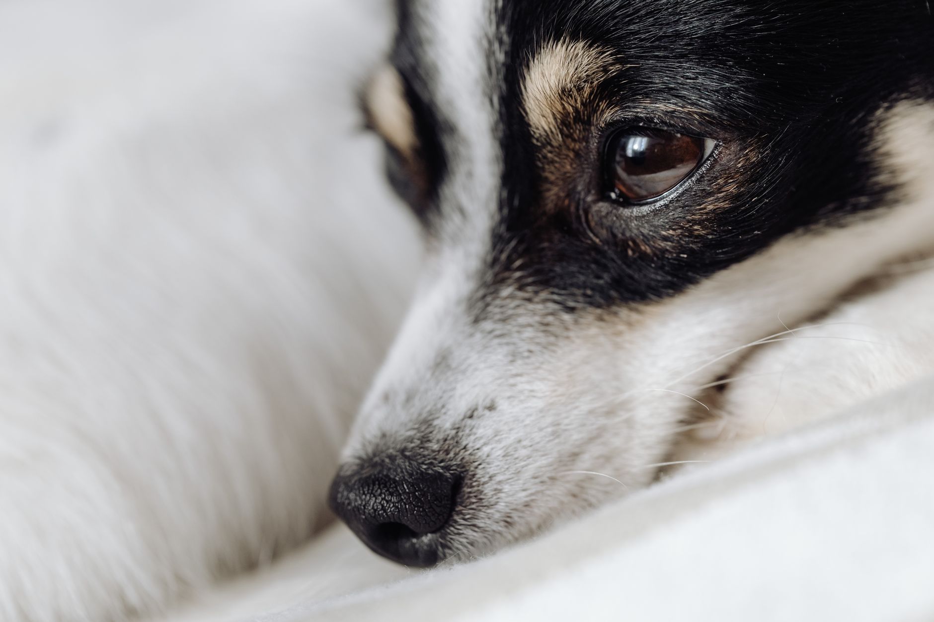 Köpeklerde İshal Tedavisi ve Evde Yapılabilecekler