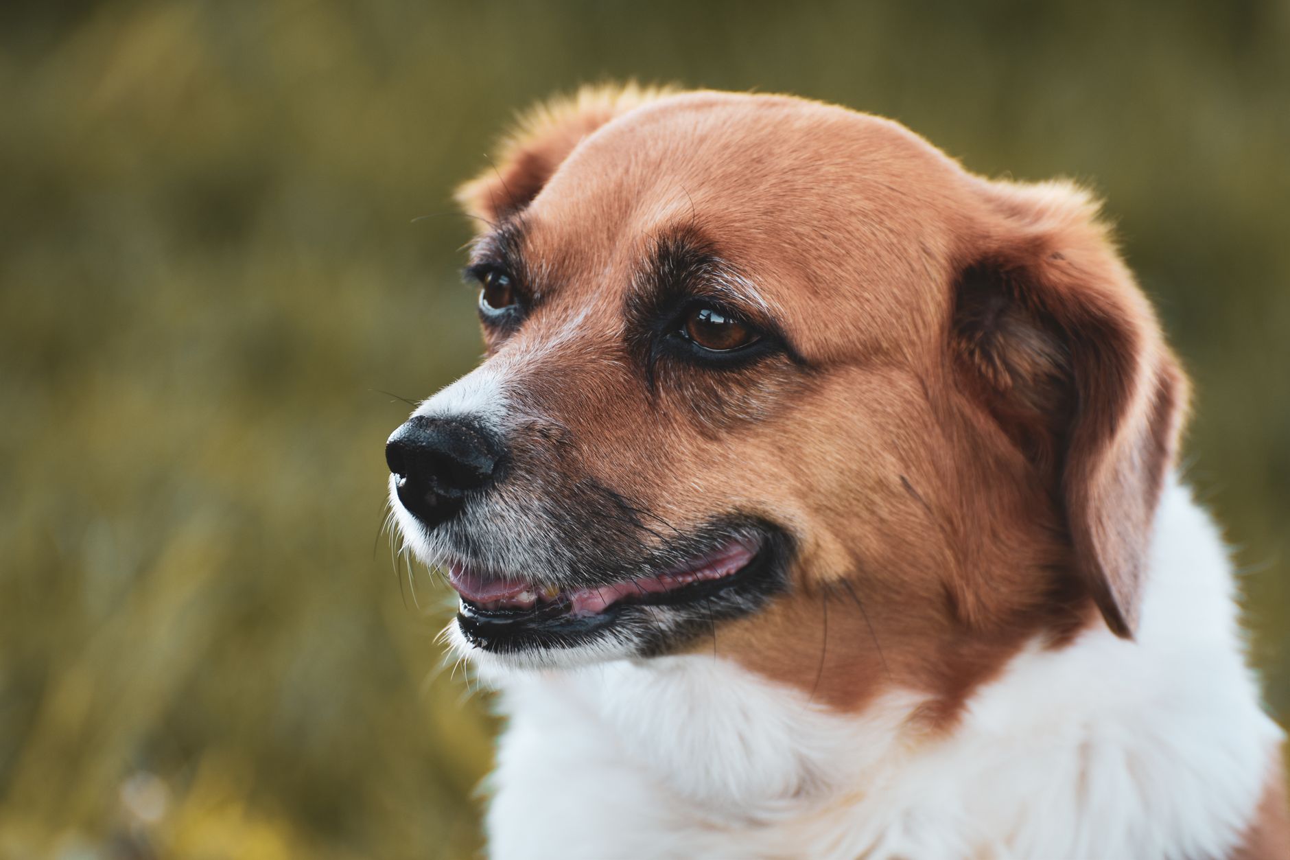 Köpeklerde Kalp Hastalığı Belirtileri Nelerdir?