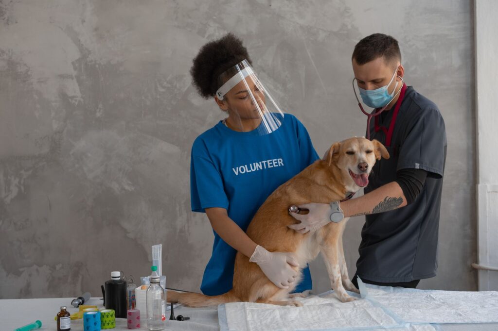 dog heart health 7469224
