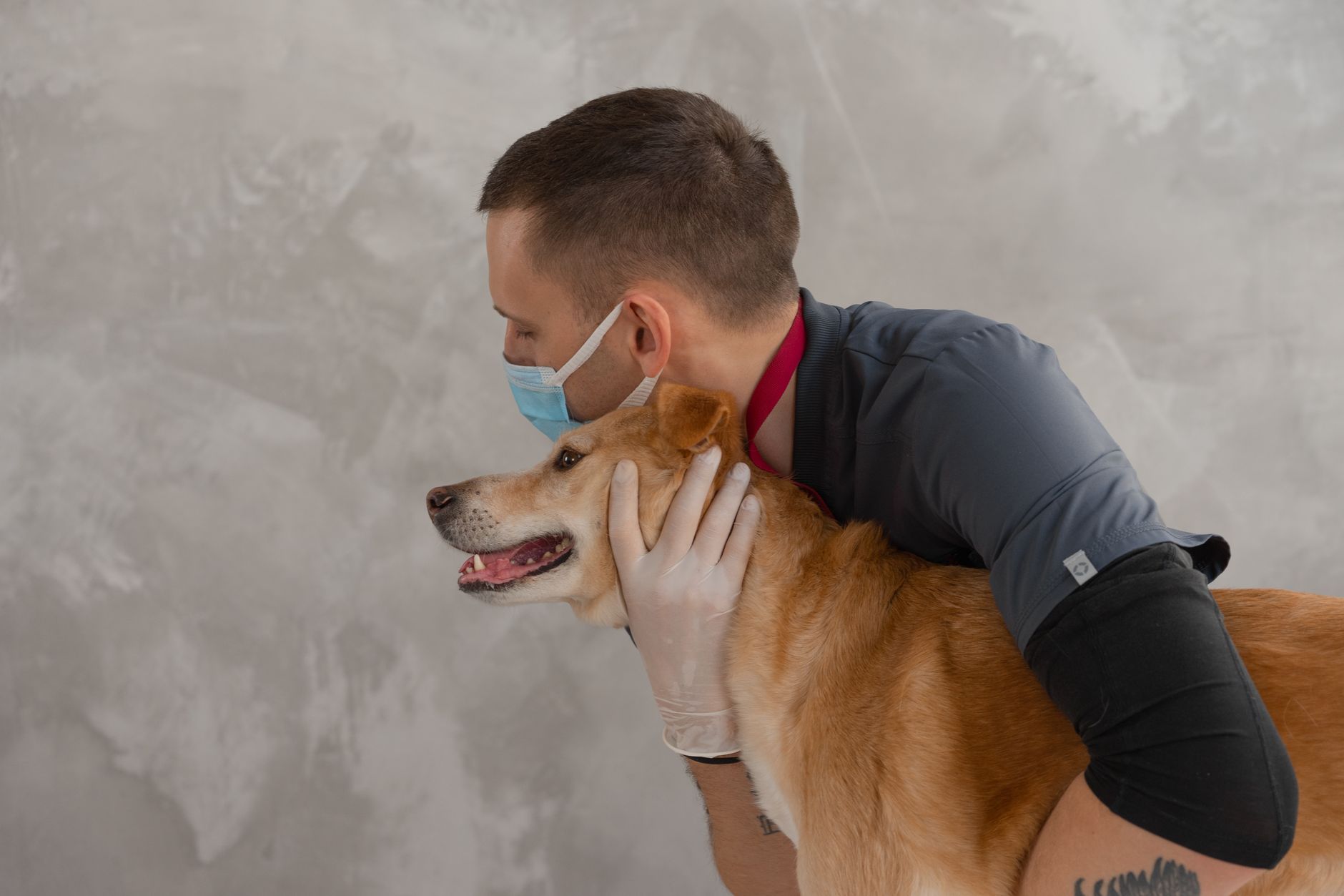 Köpek Aşı Takvimi: Yavru ve Yetişkin Köpekler İ...