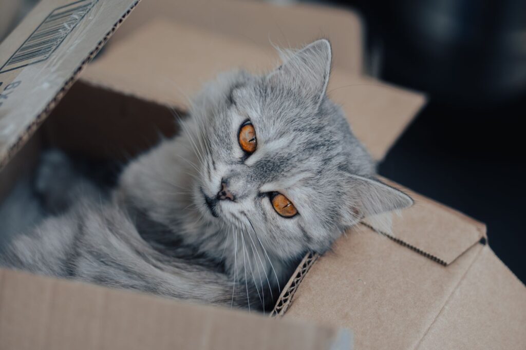 pet moving 26596976