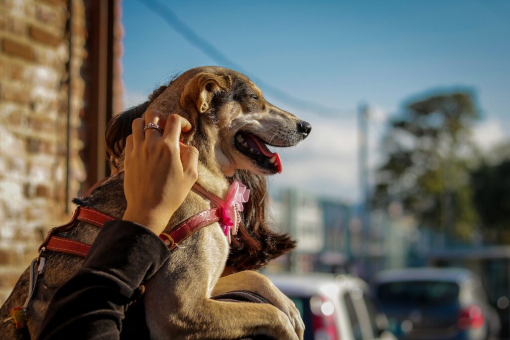 pet vaccination 11808661